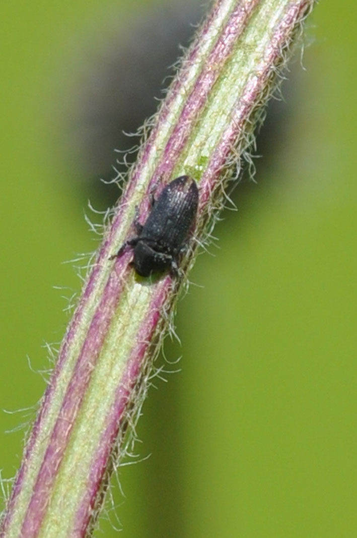 Mecinus pyraster (Curculionidae)